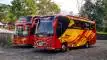 buspariwisata.id - foto bus pariwisata william d
